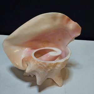 Natural Large Pink QUEEN Conch Shell Seashell Aquarium Beach Decor